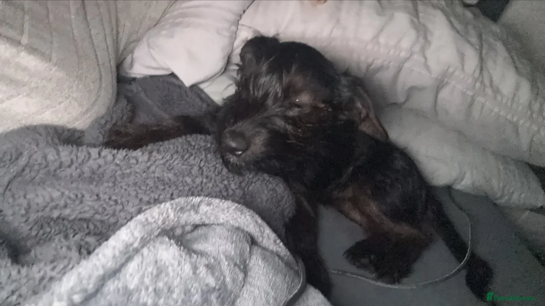Mixed Breed dogs for sale: Reggie in Diss - Advert 1