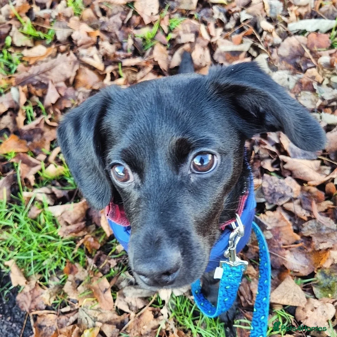 Mixed Breed dogs for sale: Milo  - Advert 2