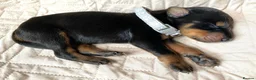 Dobermann dogs for sale: KC REGISTERED DOBERMAN PUPS - Advert 27
