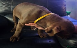 Mastiff dogs for sale: Mastiff Hybrids  - Image 34