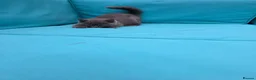 British Shorthair cats for sale: Beautiful British Shorthair kittens  - Advert 10