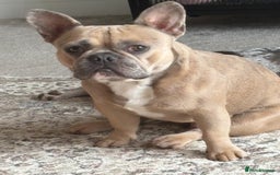 French Bulldog dogs for sale: French bulldog puppies  - Image 10