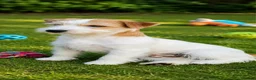 Jack Russell dogs for sale: Loving Homes Wanted for Three Jack Russells - Advert 4