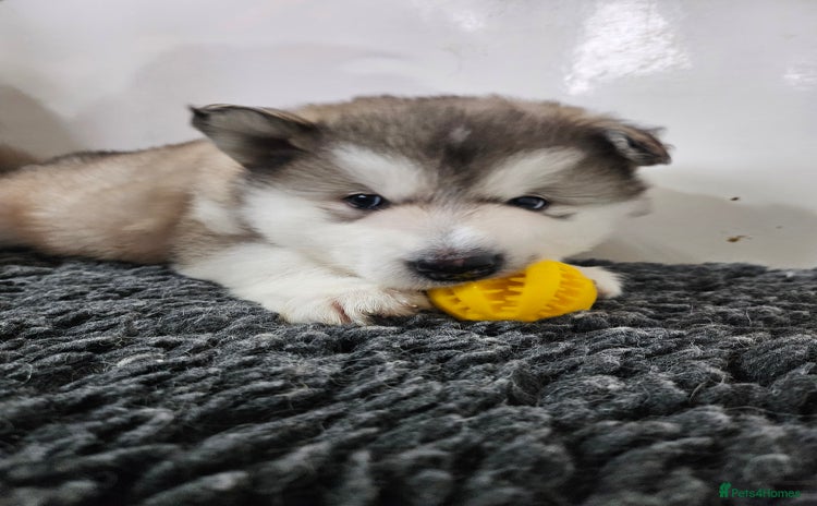 Alaskan Malamute dogs Alaskan Malamute puppies  - Advert 10