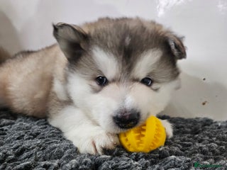 Alaskan Malamute dogs Alaskan Malamute puppies - Advert 12