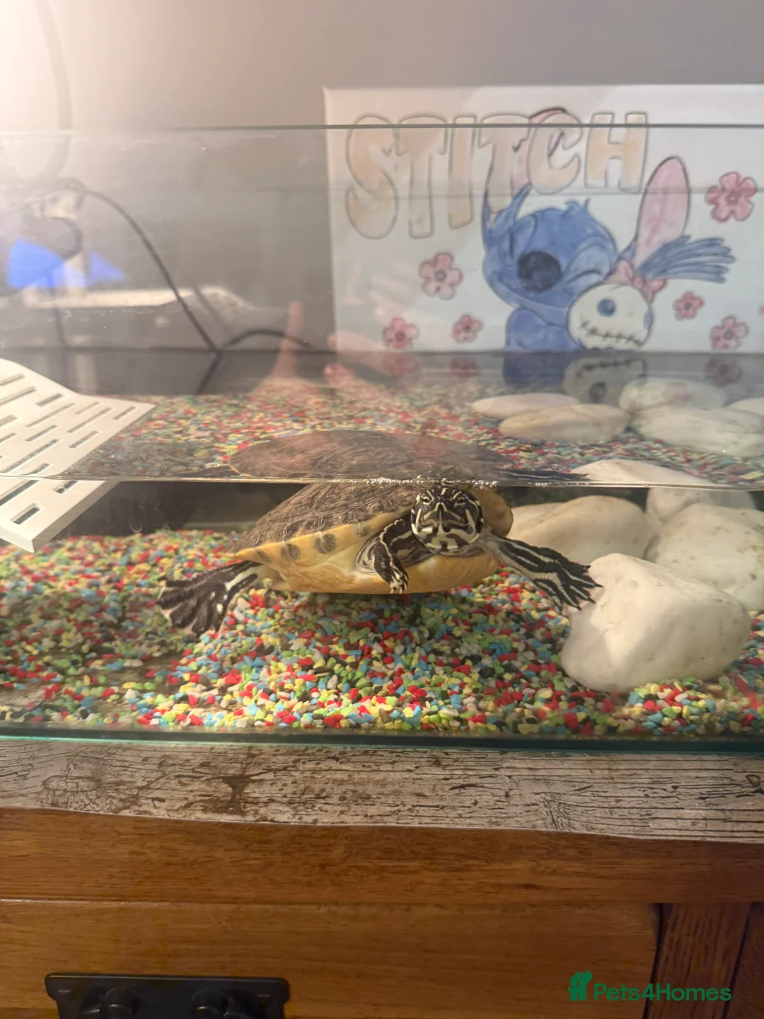 Turtle reptiles for sale: Yellow-bellied slider - Advert 3