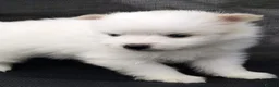 Pomeranian dogs for sale: Beautiful Pomeranian Puppies – Harrow in Harrow - Advert 12