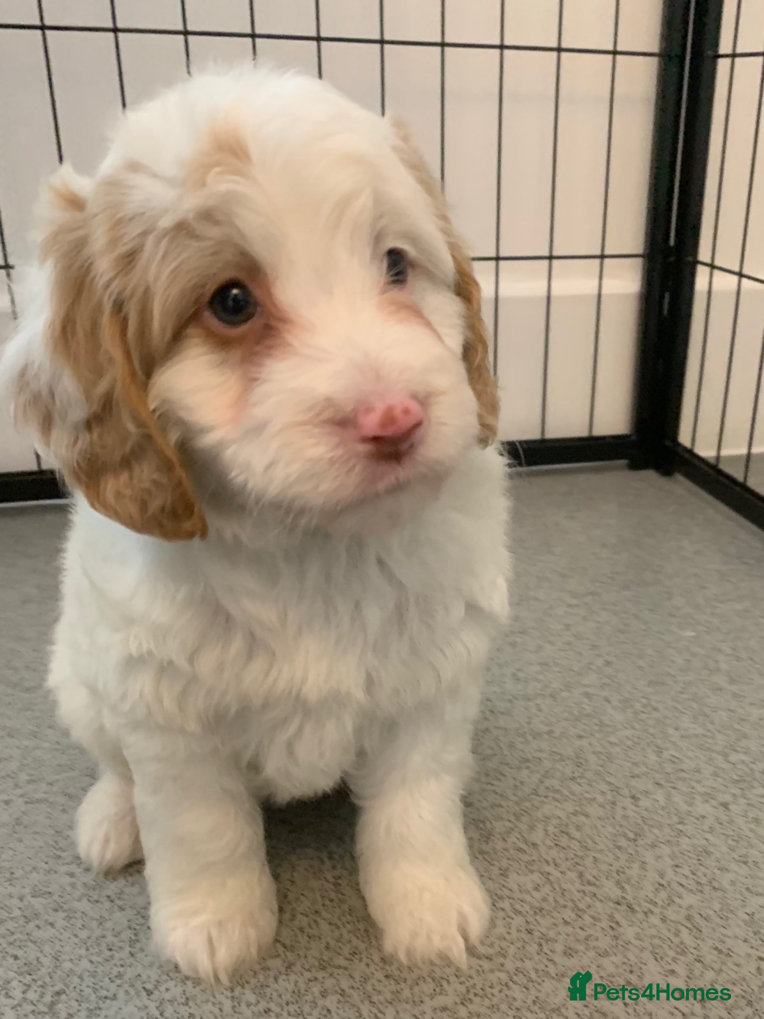 Cockapoo dogs  🐾 Our beautiful F1 Cockapoo puppies 🐾 - Advert 18