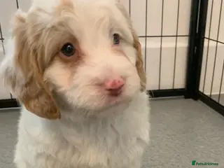 Cockapoo dogs 🐾 Our beautiful F1 Cockapoo puppies 🐾 - Advert 18