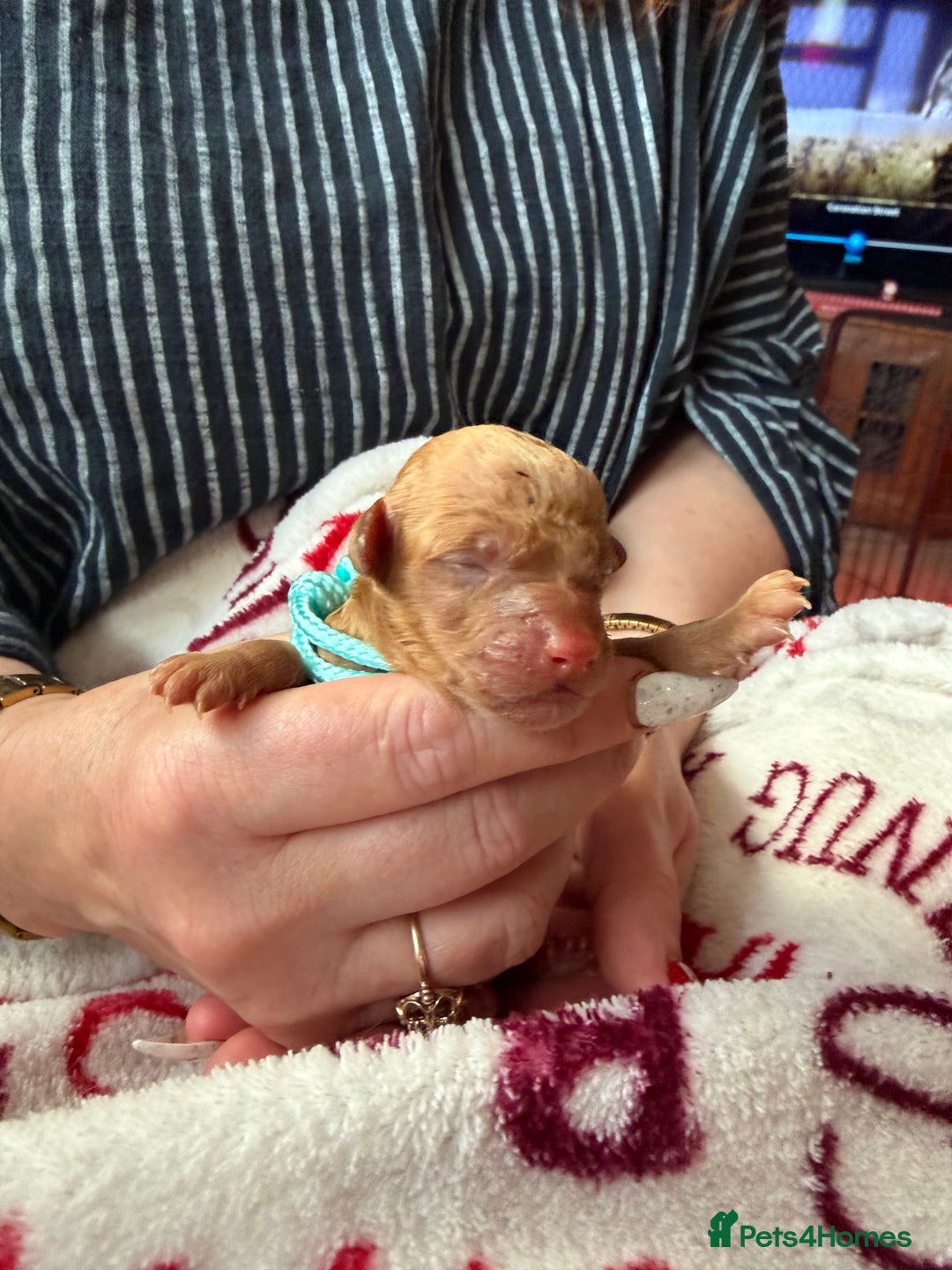 Toy Poodle dogs for sale: Adorable Tiny Toy Poodles - Advert 2