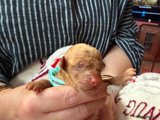 Toy Poodle dogs Adorable Tiny Toy Poodles - Advert 1