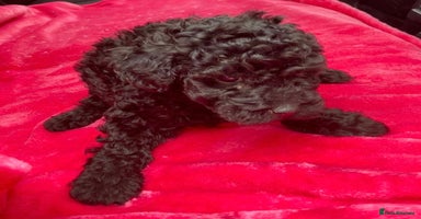 Cockapoo dogs - Advert 13