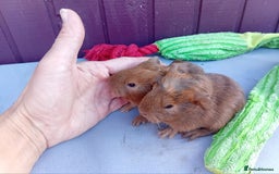 Guinea Pig rodents for sale: Baby guinea pigs  - Advert 4