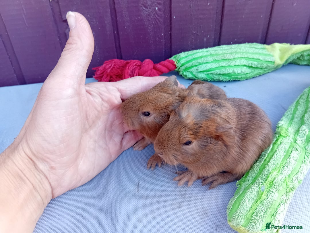 Guinea Pig rodents for sale: Baby guinea pigs  - Advert 4