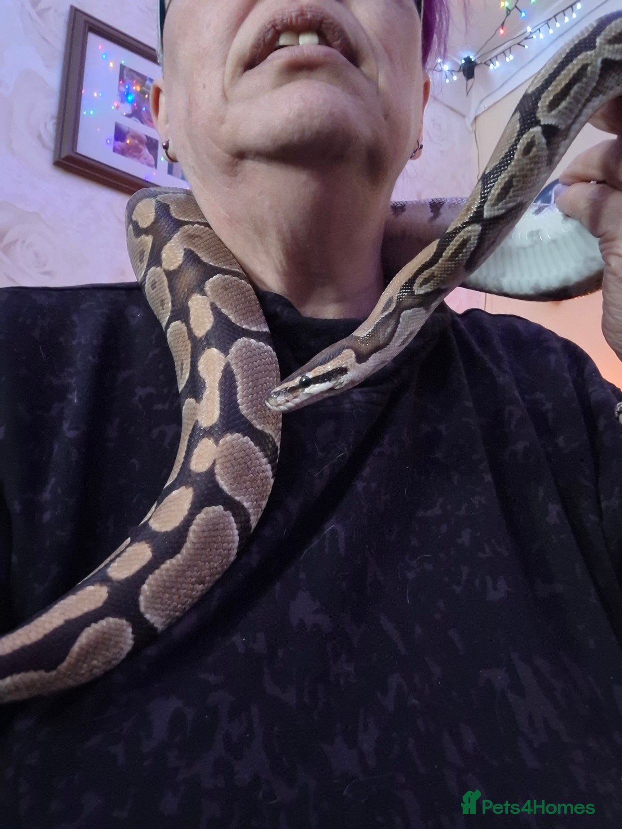 Python Snake reptiles royal python 'Bert' - Advert 1
