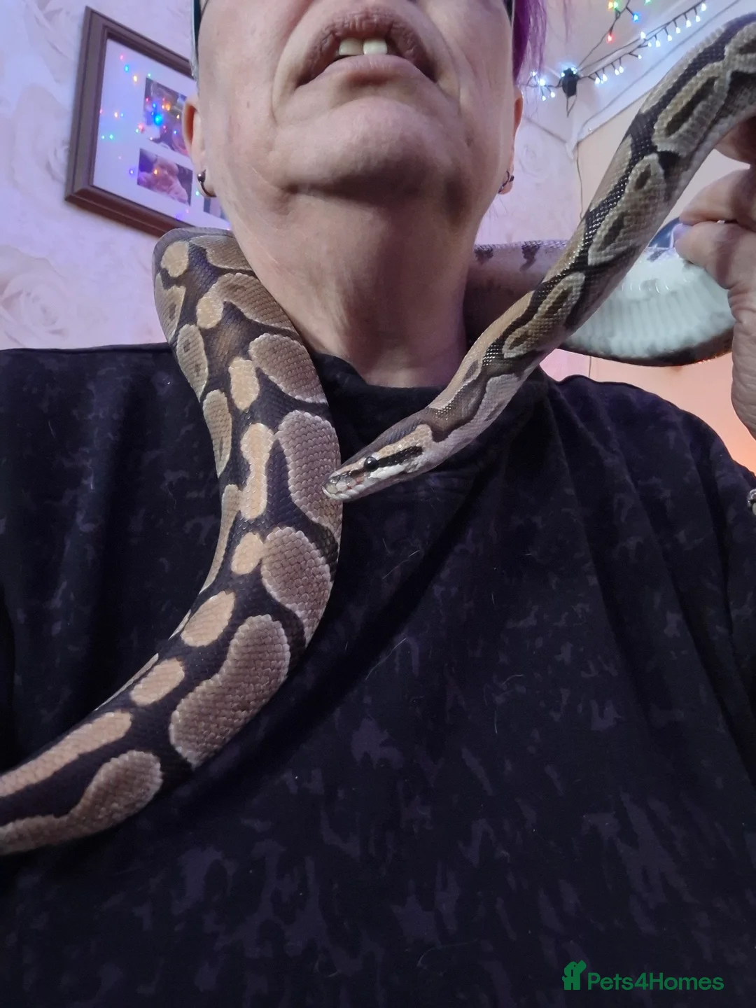 Python Snake reptiles for sale: royal python 'Bert' in Fareham - Advert 1