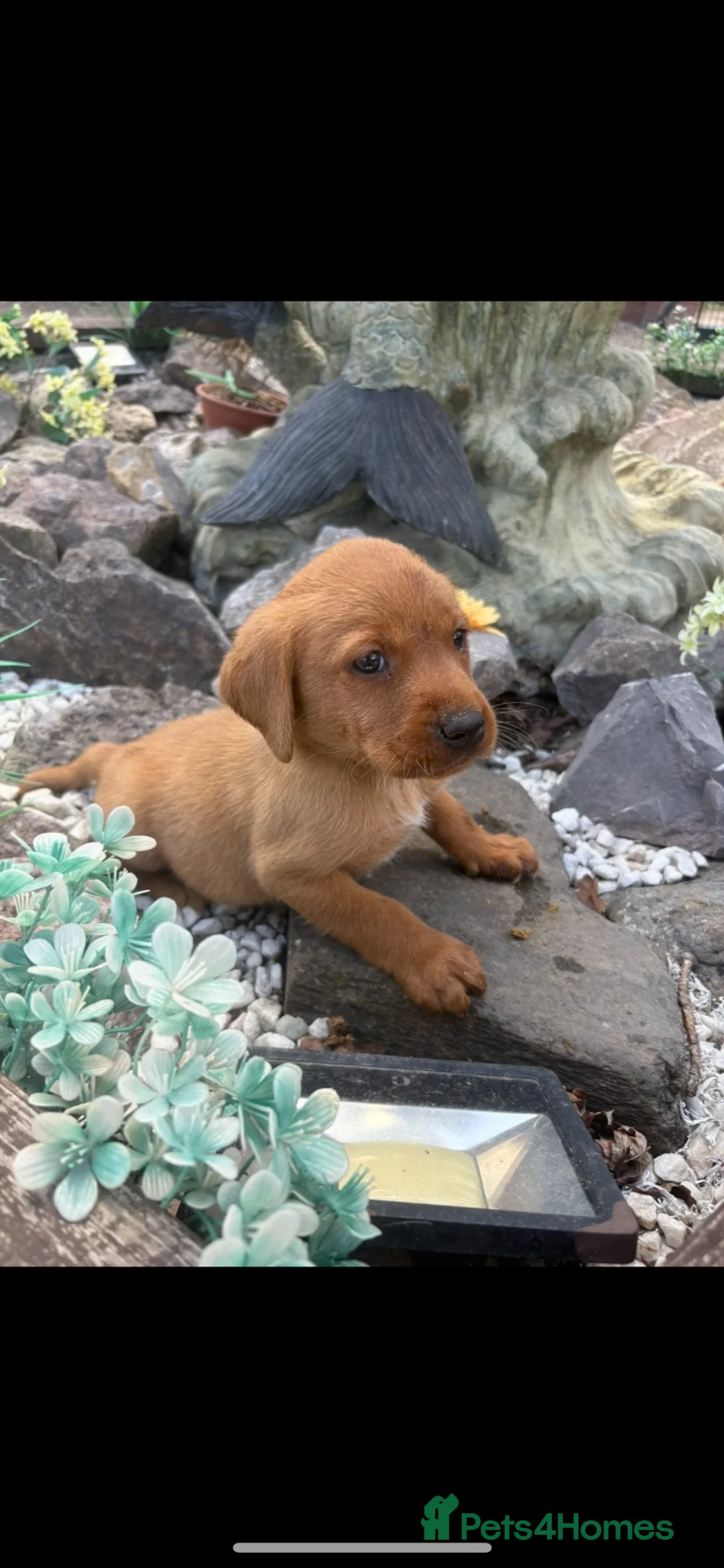 Labrador Retriever dogs for sale: Fox red Labrador  - Advert 2