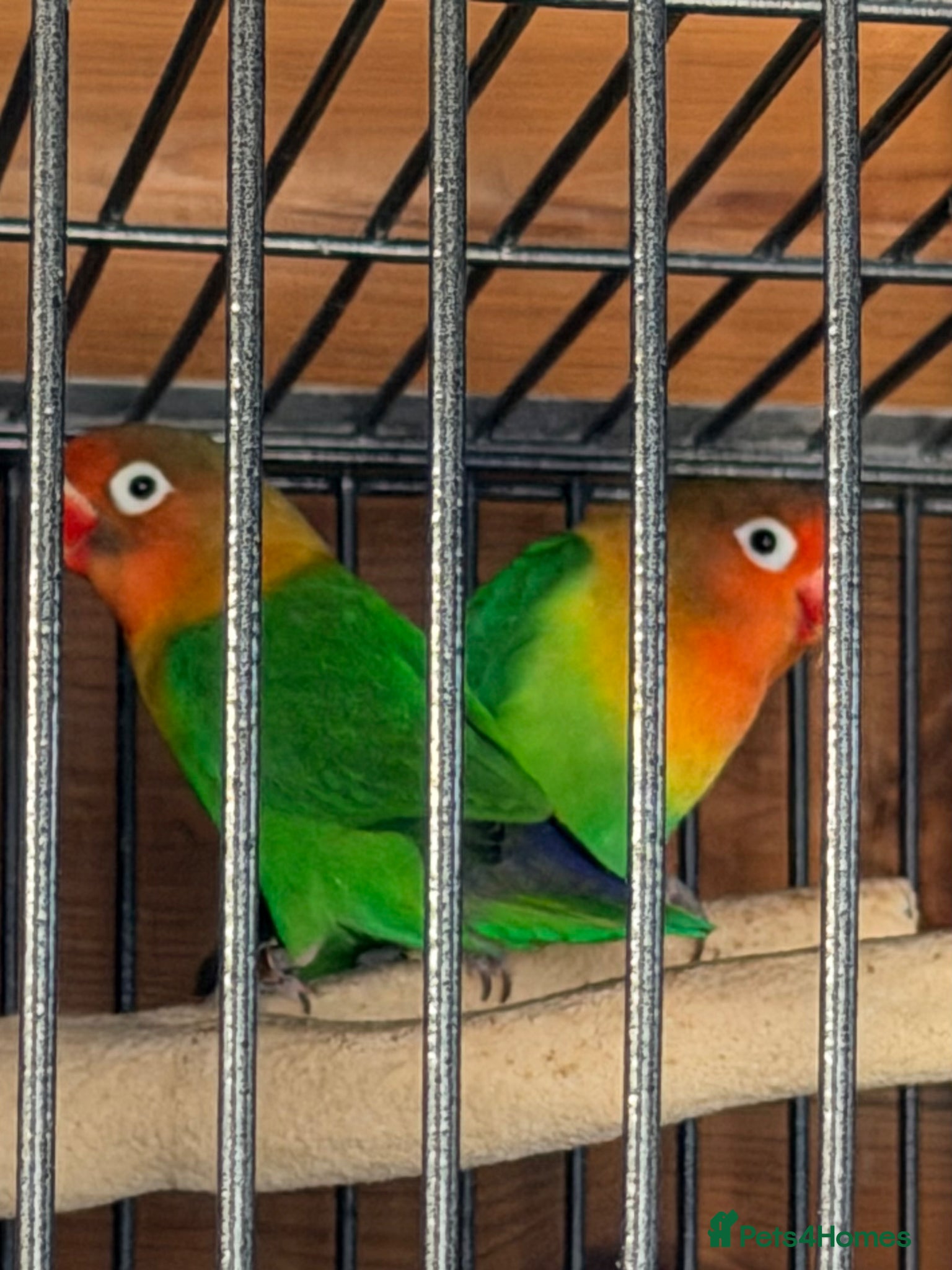 Lovebirds birds Pair of love birds  - Advert 3