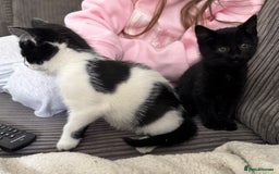 Mixed Breed cats for sale: Kittens - Ready to leave  - Image 7