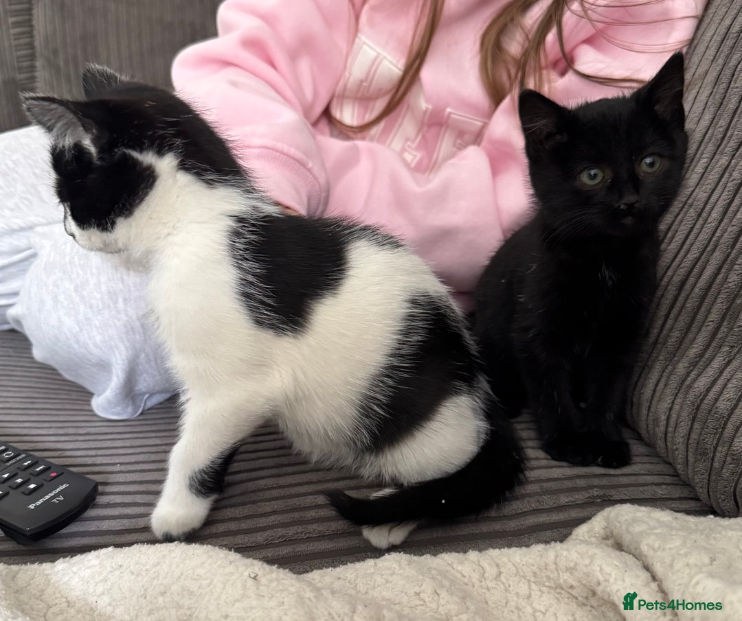 Mixed Breed cats for sale: Kittens - Ready to leave  - Image 7