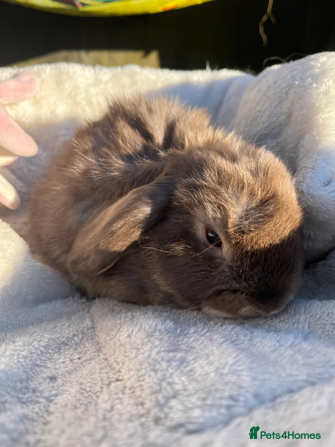 Mini Lop rabbits for sale: Gorgeous mini lops  - Advert 2