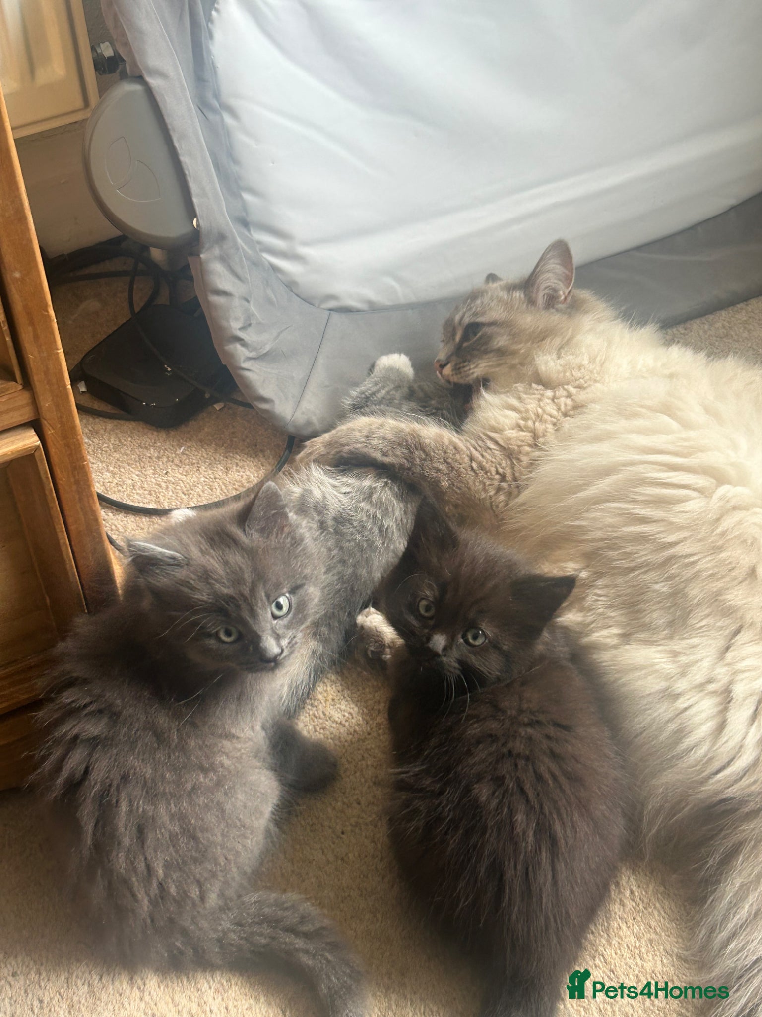 Ragdoll cats for sale: Ragdoll mixed kittens for sale  - Advert 11