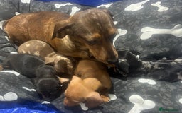 Miniature Dachshund dogs for sale: Miniature Dachshund  - Image 1