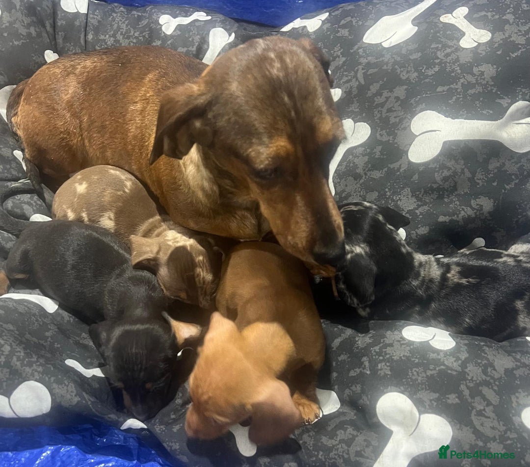 Miniature Dachshund dogs for sale: Miniature Dachshund  - Image 1