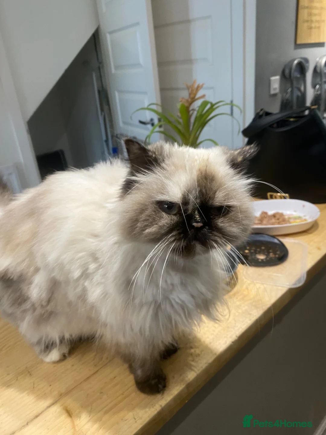 Persian cats for sale: Poppy - Advert 1