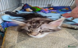 Maine Coon cats for sale: Maine coon kittens - Image 3