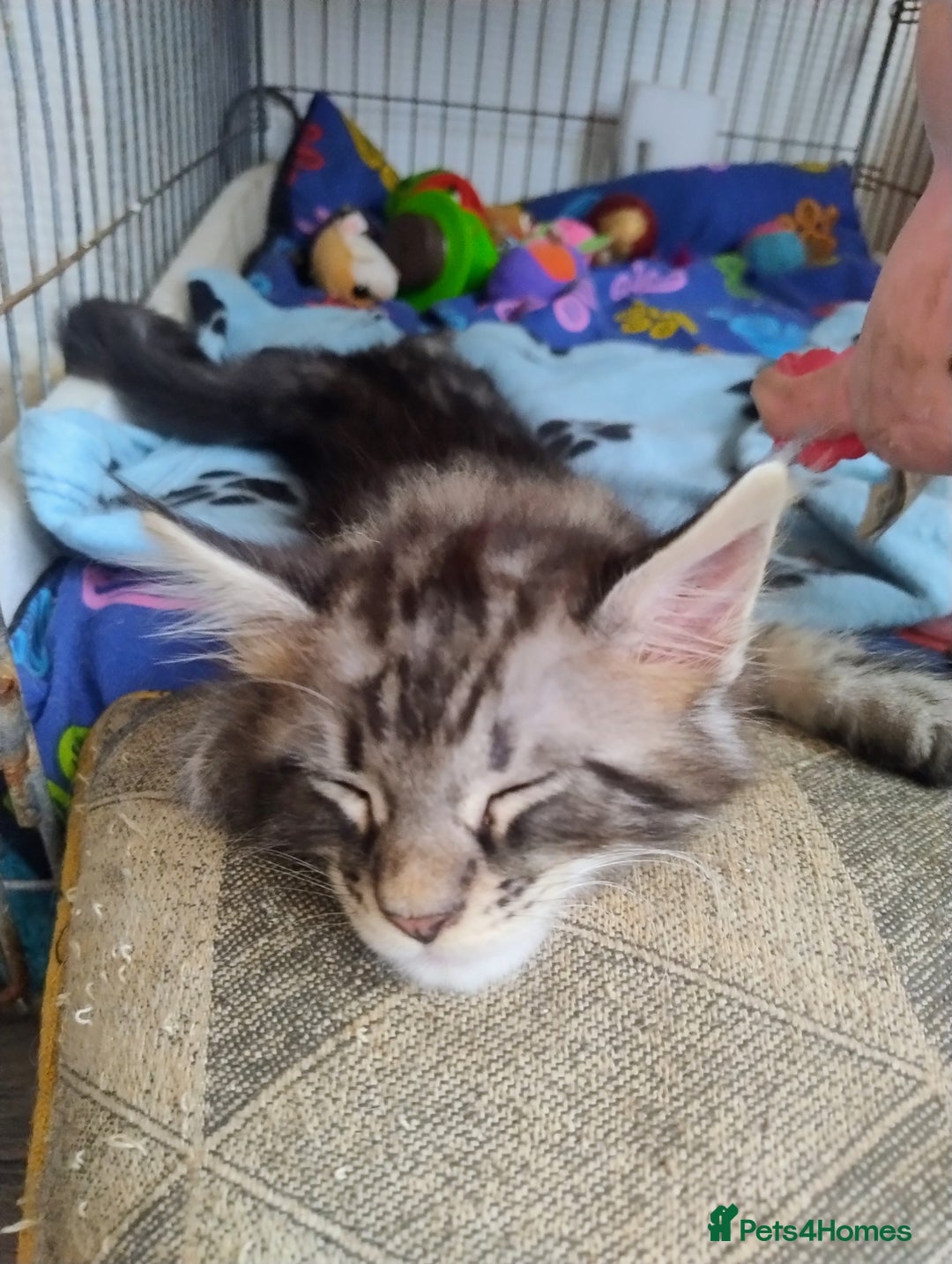Maine Coon cats for sale: Maine coon kittens - Image 3