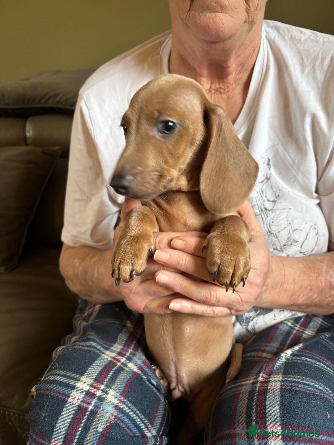 Miniature Dachshund dogs for sale: Now ready to leave 1 beautiful boy leftPRA clear - Advert 2