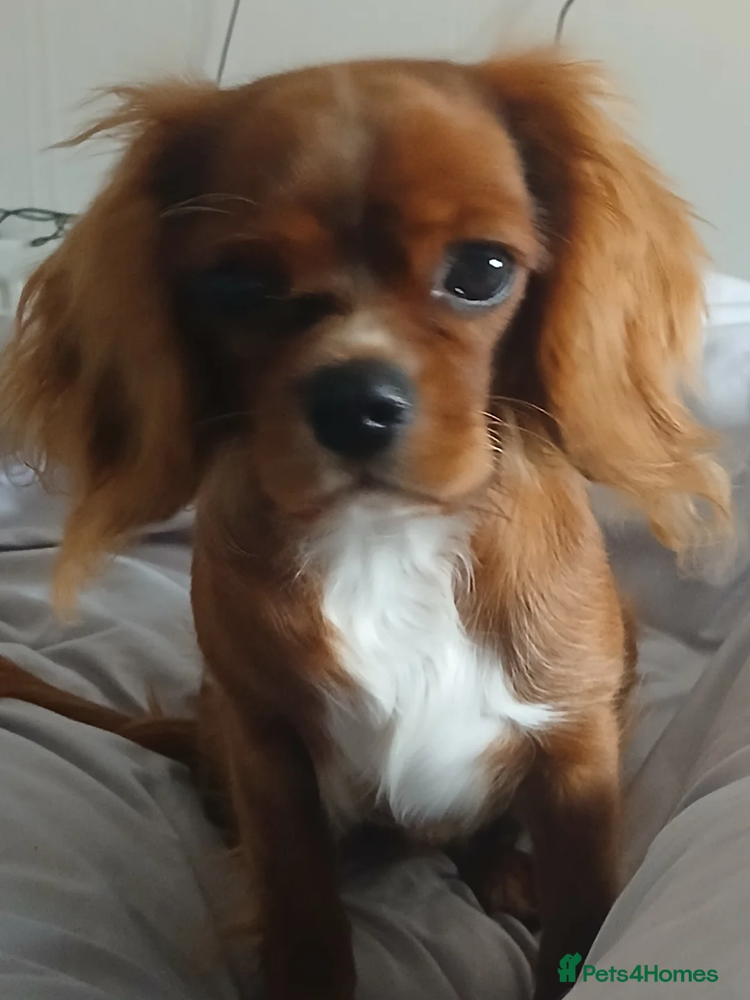 Cavalier King Charles Spaniel dogs for sale: Male 11 months  - Advert 4
