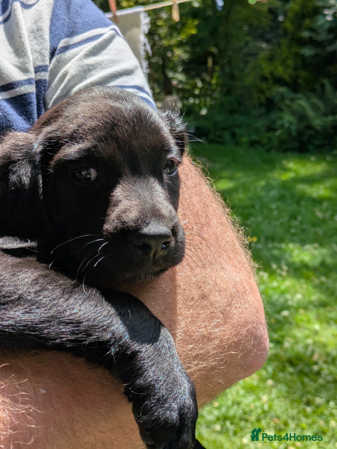 Springador dogs for sale: Beautiful springador puppies - Image 2