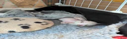 Oriental cats for sale: GCCF Registered Oriental/Siamese boys in Weston-super-Mare - Advert 14