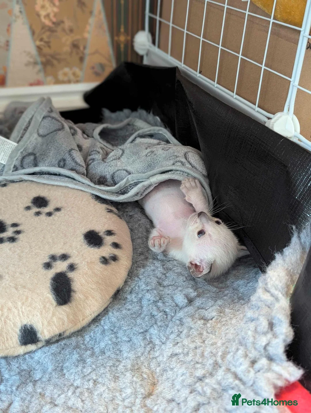 Oriental cats for sale: GCCF Registered Oriental/Siamese boys in Weston-super-Mare - Advert 14