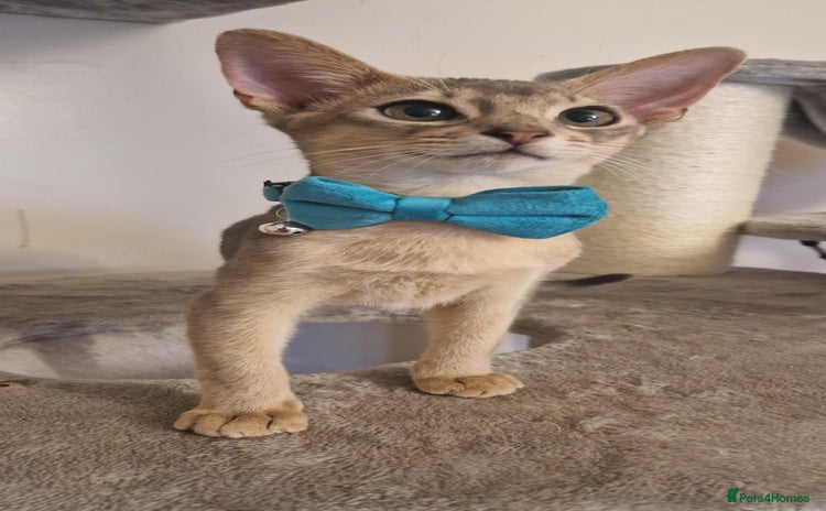 Abyssinian cats - Advert 1