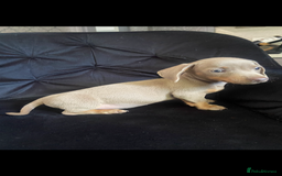 Miniature Dachshund dogs for sale: Beautiful mini dashys 💜 - Image 20