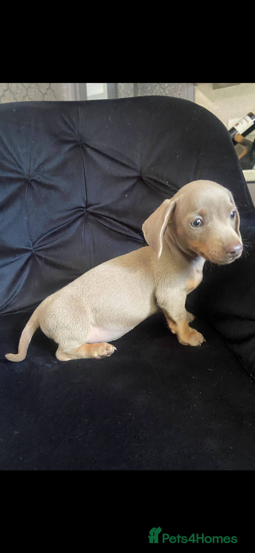 Miniature Dachshund dogs for sale: Beautiful mini dashys 💜 - Image 20