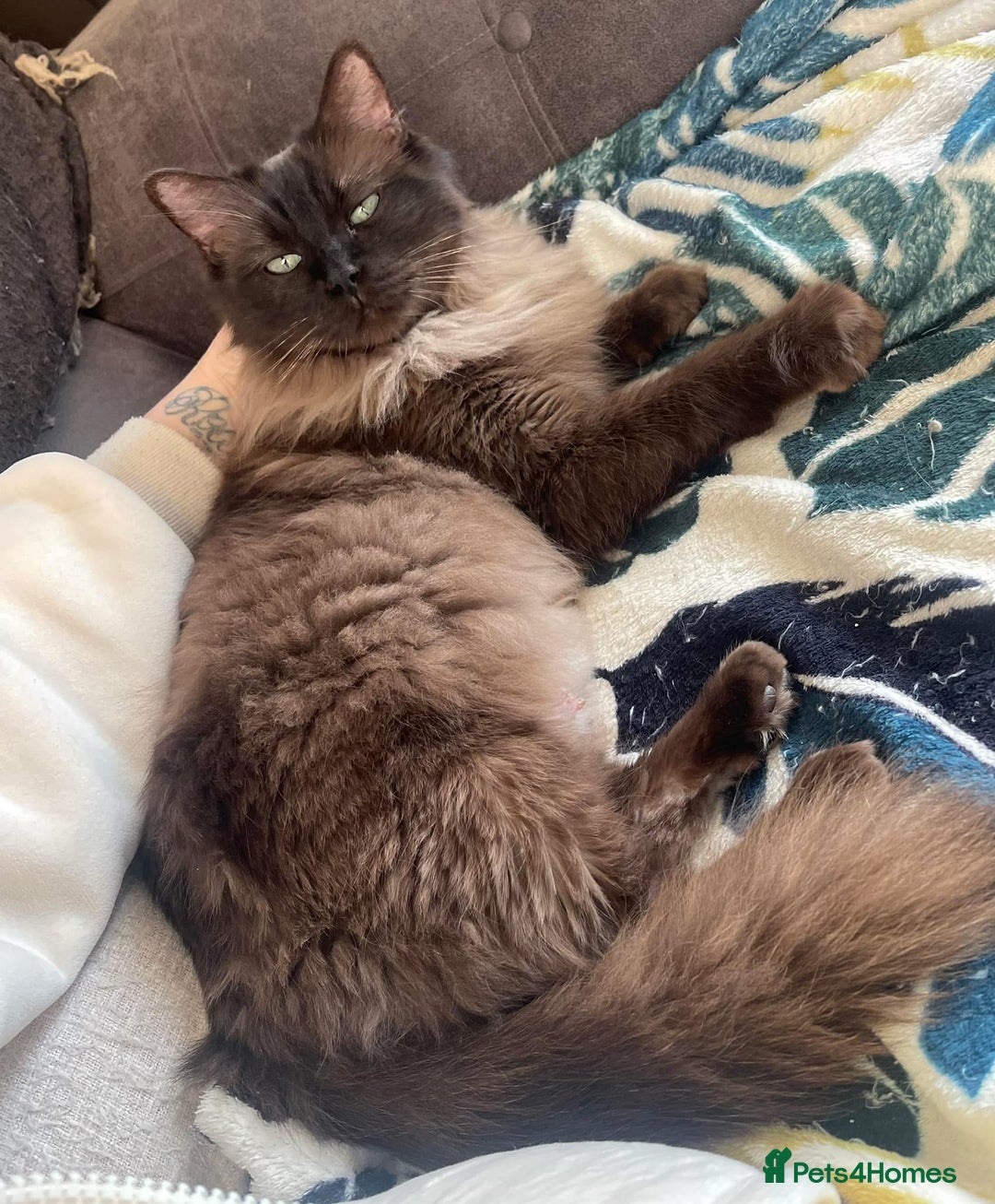 Ragdoll cats for sale: Pedigree Cherubim Blue Mink Ragdoll - Advert 7