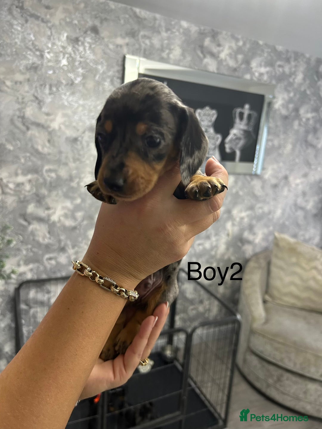 Miniature Dachshund dogs for sale: Miniature dachshund puppies  - Advert 4