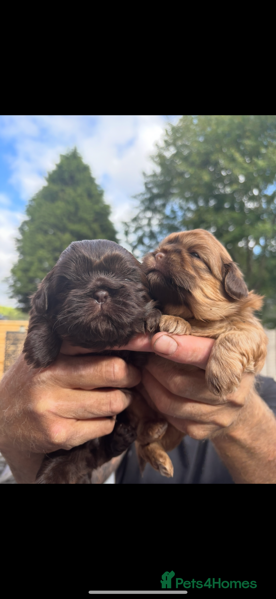 Shih Tzu dogs for sale: Imperial shih tzu puppies - Image 3