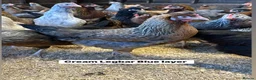 Chickens poultry for sale: Ready to lay Hens in a massive range of breeds  - Advert 3