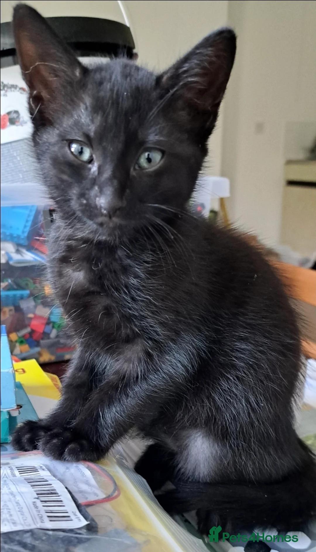 Mixed Breed cats for sale: Tuxedo tabby kitten and black kitten - Advert 2