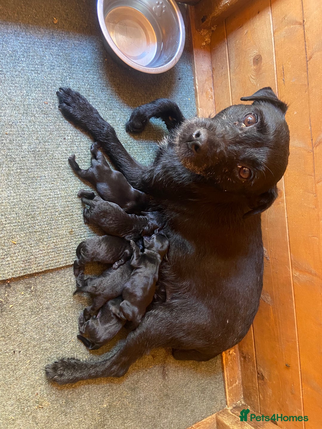 Patterdale Terrier dogs for sale: Patterdale terrier bitch.  - Advert 5