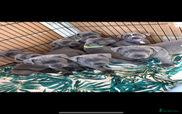 Staffordshire Bull Terrier dogs for sale: Blue Staffordshire bull terrier  - Image 1
