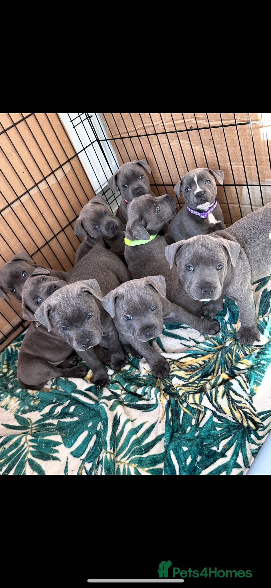 Staffordshire Bull Terrier dogs for sale: Blue Staffordshire bull terrier  - Image 1