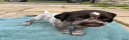 German Wirehaired Pointer dogs for sale: GWP puppies - Advert 11