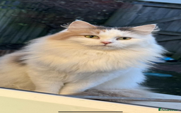 Mixed Breed cats for sale: Forever home needed  - Image 2