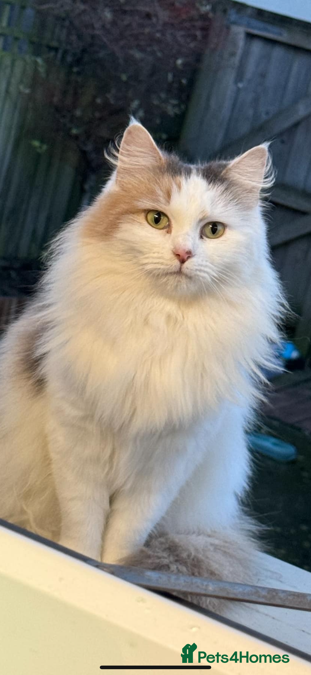 Mixed Breed cats for sale: Forever home needed  - Image 2
